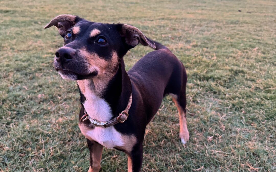 Five Places to Take Your Dog in Wylie